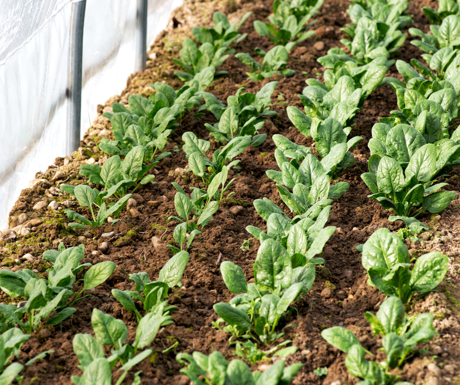 Namiot rolniczy w gospodarstwie rolnym