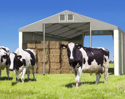 Hala namiotowa dla bydła – zastosowania dla hodowców